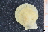  ( - ZMBN_129956)  @11 [ ] CreativeCommons - Attribution Non-Commercial Share-Alike (2019) University of Bergen University of Bergen, Natural History Collections