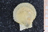  ( - ZMBN_129956)  @11 [ ] CreativeCommons - Attribution Non-Commercial Share-Alike (2019) University of Bergen University of Bergen, Natural History Collections