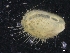  ( - ZMBN_129978)  @11 [ ] CreativeCommons - Attribution Non-Commercial Share-Alike (2019) University of Bergen University of Bergen, Natural History Collections