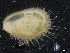  ( - ZMBN_129978)  @11 [ ] CreativeCommons - Attribution Non-Commercial Share-Alike (2019) University of Bergen University of Bergen, Natural History Collections