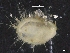  ( - ZMBN_129981)  @11 [ ] CreativeCommons - Attribution Non-Commercial Share-Alike (2019) University of Bergen University of Bergen, Natural History Collections