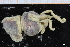  ( - ZMBN_129998)  @11 [ ] CreativeCommons - Attribution Non-Commercial Share-Alike (2019) University of Bergen University of Bergen, Natural History Collections