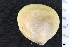 ( - ZMBN_130007)  @11 [ ] CreativeCommons - Attribution Non-Commercial Share-Alike (2019) University of Bergen University of Bergen, Natural History Collections