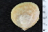  ( - ZMBN_130007)  @11 [ ] CreativeCommons - Attribution Non-Commercial Share-Alike (2019) University of Bergen University of Bergen, Natural History Collections