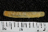  (Ensis sp - ZMBN_130012)  @11 [ ] CreativeCommons - Attribution Non-Commercial Share-Alike (2019) University of Bergen University of Bergen, Natural History Collections