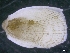  ( - ZMBN_130020)  @11 [ ] CreativeCommons - Attribution Non-Commercial Share-Alike (2019) University of Bergen University of Bergen, Natural History Collections