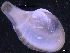  ( - ZMBN_130041)  @11 [ ] CreativeCommons - Attribution Non-Commercial Share-Alike (2019) University of Bergen University of Bergen, Natural History Collections