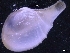 ( - ZMBN_130041)  @11 [ ] CreativeCommons - Attribution Non-Commercial Share-Alike (2019) University of Bergen University of Bergen, Natural History Collections