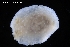  ( - ZMBN_139618)  @11 [ ] Creative Commons BY NC SA (2021) University of Bergen Natural History Collections