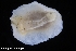  ( - ZMBN_139618)  @11 [ ] Creative Commons BY NC SA (2021) University of Bergen Natural History Collections