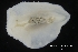  ( - ZMBN_139636)  @11 [ ] Creative Commons BY NC SA (2021) University of Bergen Natural History Collections
