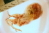  ( - ZMBN_157801)  @11 [ ] Creative Commons BY SA (2023) University of Bergen Natural History Collections