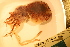  ( - ZMBN_157801)  @11 [ ] Creative Commons BY SA (2023) University of Bergen Natural History Collections