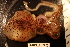  ( - ZMBN_157802)  @11 [ ] Creative Commons BY SA (2023) University of Bergen Natural History Collections