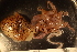  ( - ZMBN_157804)  @11 [ ] Creative Commons BY SA (2023) University of Bergen Natural History Collections
