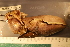  ( - ZMBN_157819)  @11 [ ] Creative Commons BY SA (2023) University of Bergen Natural History Collections