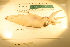  ( - ZMBN_157831)  @11 [ ] Creative Commons BY SA (2023) University of Bergen Natural History Collections