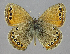  (Coenonympha borisovi - 2823nk-ys16)  @14 [ ] No Rights Reserved (2010) Unspecified Unspecified