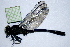  (Hylogomphus adelphus - NBM-011448)  @13 [ ] Unspecified (default): All Rights Reserved  Unspecified Unspecified