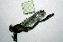  (Phanogomphus borealis - NBM-9971)  @12 [ ] Unspecified (default): All Rights Reserved  Unspecified Unspecified
