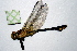  (Gomphurus - NBM-10177)  @13 [ ] Unspecified (default): All Rights Reserved  Unspecified Unspecified