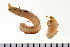  ( - HUNTSPOL0056)  @13 [ ] CreativeCommons - Attribution (2010) Unspecified Centre for Biodiversity Genomics