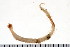  ( - HUNTSPOL0131)  @13 [ ] CreativeCommons - Attribution (2010) Unspecified Centre for Biodiversity Genomics