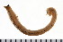  ( - HUNTSPOL0295)  @13 [ ] CreativeCommons - Attribution (2010) Unspecified Centre for Biodiversity Genomics