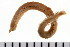  ( - HUNTSPOL0313)  @14 [ ] CreativeCommons - Attribution (2010) Unspecified Centre for Biodiversity Genomics