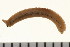  ( - HUNTSPOL0329)  @13 [ ] CreativeCommons - Attribution (2010) Unspecified Centre for Biodiversity Genomics