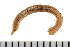  ( - HUNTSPOL0335)  @13 [ ] CreativeCommons - Attribution (2010) Unspecified Centre for Biodiversity Genomics
