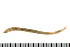 (Ophelina acuminata CMC02 - HUNTSPOL0344)  @13 [ ] CreativeCommons - Attribution (2010) Unspecified Centre for Biodiversity Genomics