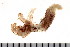  (Sabellinae - HUNTSPOL0369)  @14 [ ] CreativeCommons - Attribution (2010) Unspecified Centre for Biodiversity Genomics