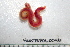  ( - HUNTSPOL0046)  @13 [ ] CreativeCommons - Attribution (2010) Unspecified Centre for Biodiversity Genomics