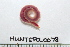  ( - HUNTSPOL0078)  @13 [ ] CreativeCommons - Attribution (2010) Unspecified Centre for Biodiversity Genomics