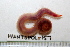  ( - HUNTSPOL0157)  @12 [ ] CreativeCommons - Attribution (2010) Unspecified Centre for Biodiversity Genomics