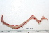  ( - HUNTSPOL0193)  @13 [ ] CreativeCommons - Attribution (2010) Unspecified Centre for Biodiversity Genomics