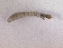  (Cnephia dacotensis - Chu_Cndac_03)  @12 [ ] Unspecified (default): All Rights Reserved  Unspecified Unspecified