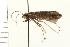  (Plectrocnemia weedi - 08NBEPT-1616)  @14 [ ] CreativeCommons - Attribution (2008) Unspecified Centre for Biodiversity Genomics