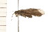  ( - 08NBEPT-1209)  @13 [ ] CreativeCommons - Attribution (2008) Unspecified Centre for Biodiversity Genomics
