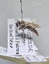  (Andrena runcinatae - JBWM0385316)  @11 [ ] by (2025) Jason Gibbs University of Manitoba