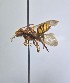  ( - WRME.MFK.52628)  @11 [ ] by (2025) Jason Gibbs University of Manitoba