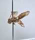  ( - WRME.MFK.52649)  @11 [ ] by (2025) Jason Gibbs University of Manitoba