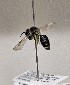  (Andrena parnassiae - WRME0507582)  @11 [ ] by (2025) Jason Gibbs University of Manitoba