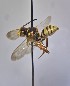  (Nomada xantholepis - WRME_GC00212)  @11 [ ] by (2025) Jason Gibbs University of Manitoba