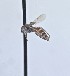  ( - WRME_WMA09070)  @11 [ ] by (2025) Jason Gibbs University of Manitoba