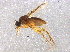  ( - BIOUG01660-F11)  @13 [ ] CreativeCommons - Attribution (2014) CBG Photography Group Centre for Biodiversity Genomics