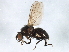  ( - BIOUG01662-G08)  @13 [ ] CreativeCommons - Attribution (2012) CBG Photography Group Centre for Biodiversity Genomics