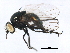  (Melanagromyza - BIOUG01664-B04)  @15 [ ] CreativeCommons - Attribution (2012) CBG Photography Group Centre for Biodiversity Genomics
