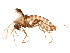  ( - BIOUG01801-A10)  @12 [ ] CreativeCommons - Attribution (2012) CBG Photography Group Centre for Biodiversity Genomics